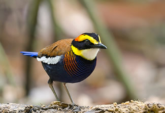 Javaanse blauwstaartpitta - Pitta guajanus